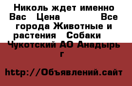 Николь ждет именно Вас › Цена ­ 25 000 - Все города Животные и растения » Собаки   . Чукотский АО,Анадырь г.